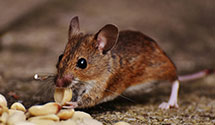 24 Hour & Emergency Exterminators in Kulptown, PA